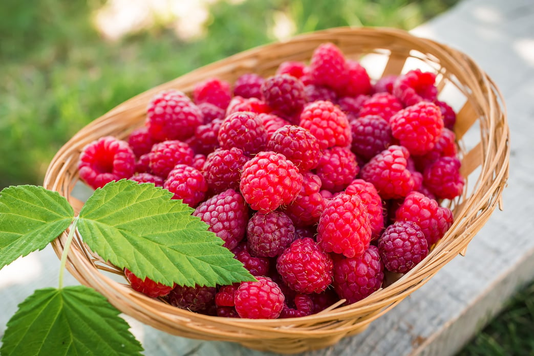 Raspberry basket, raspberry bush branch, growing raspberries